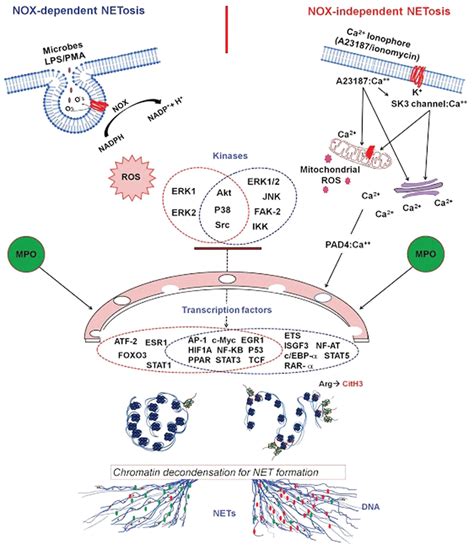 Transcriptional firing model of NETosis. Upon activation with ...