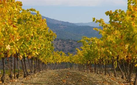 Priorat Winery Vineyards Catalonia, Winery, Farmland, Vineyard, Spain, Vacation, World, Outdoor ...