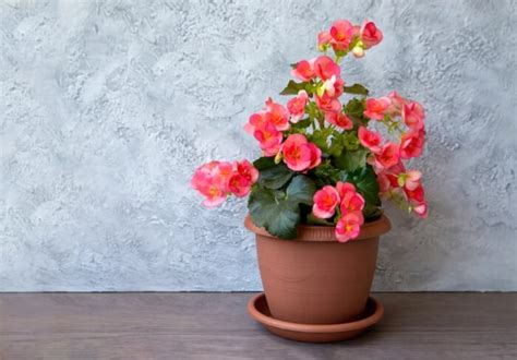 14 Beautiful Indoor Flowers You Can Grow During Winter Days