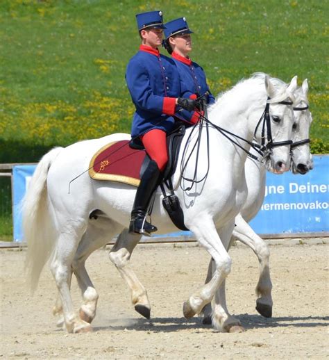 The Spanish Riding School & Piber Stud mares under saddle during the Summer Gala | Horse riding ...