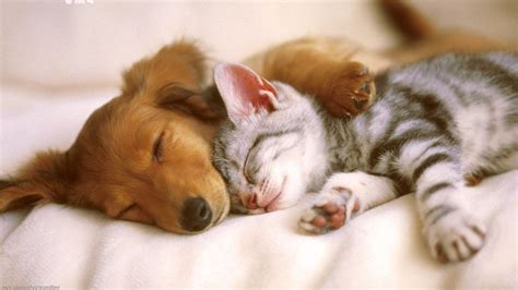 6 Reasons Why Dogs Make Better Pets Than Cats