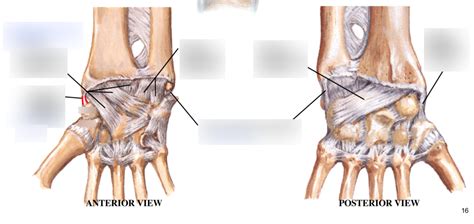 14 - Joints - ligaments of the radiocarpal joint Diagram | Quizlet