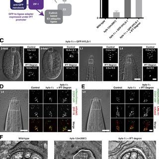 Centrioles are not present at the base of mature C. elegans cilia. (A)... | Download Scientific ...