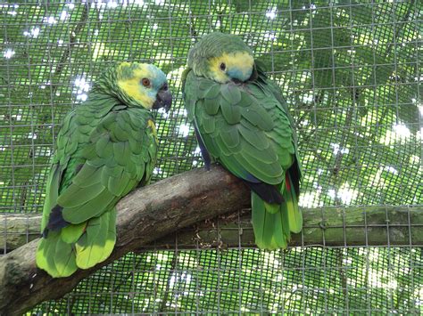 Archivo:Blue-fronted amazon parrot 31l07.JPG - Wikipedia, la enciclopedia libre