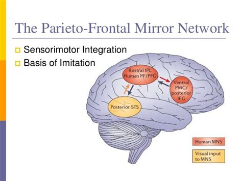 Mirror neurons