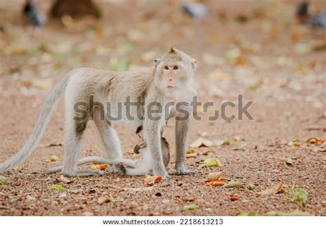 Baby Monkey Hugging Mother Monkey Stock Photo 2218613213 | Shutterstock