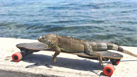 Boosted iguana knew how to ride : r/boostedboards