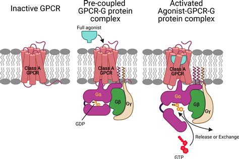 The mechanism for ligand activation of the GPCR–G protein complex | PNAS