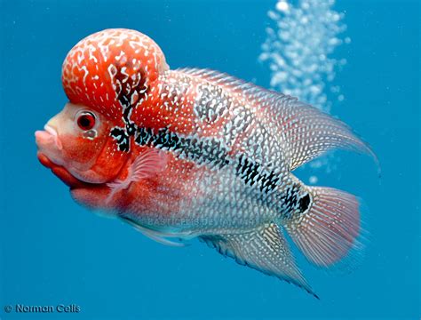 Flowerhorn Fish by basticelis on DeviantArt