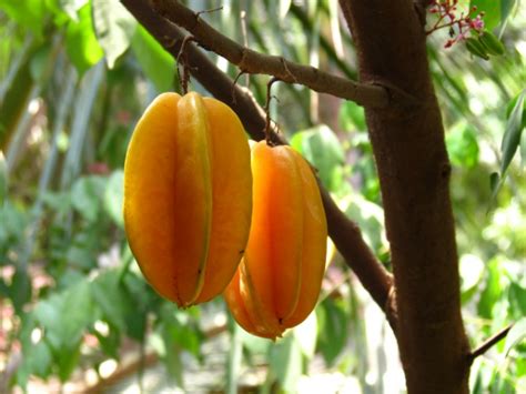 Carambola Starfruit Arkin Tree - Averrhoa carambola