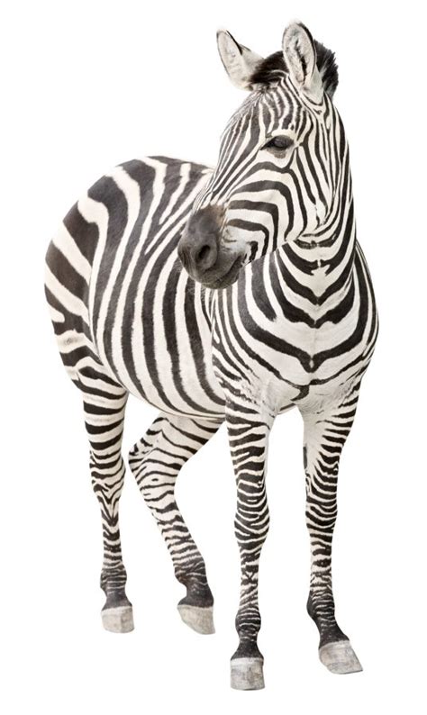 Can a Zebra Change Its Stripes? | Michael R Lewis, ASJA