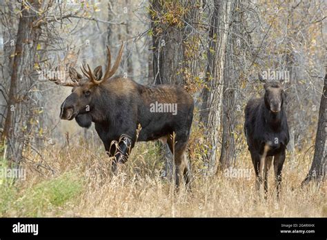 Bull Moose (Alces alces) with cow during mating season. Grand Teton ...