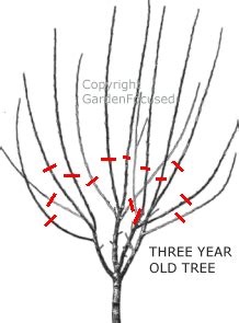 How to Prune Cherry Trees - GardenFocused.co.uk | Plum tree, Pruning fruit trees, Pruning plum trees