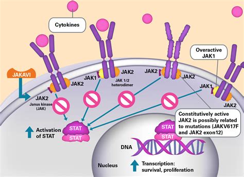 New JAK Inhibitor Hits Rheumatoid Arthritis Targets - News | MedEx