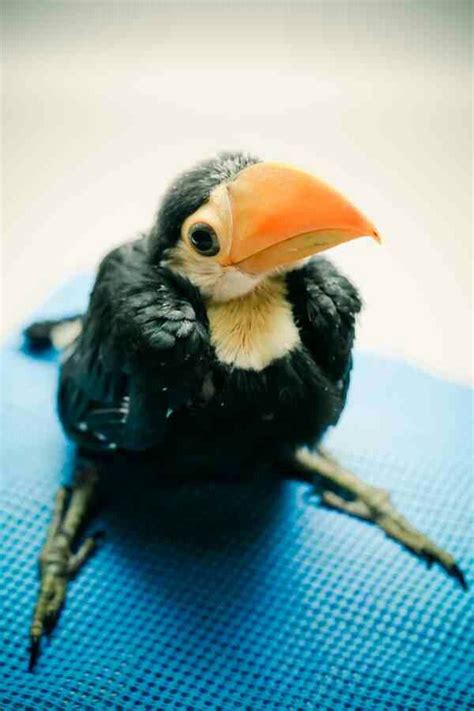 CUTE Baby Toucan~ | Beautiful birds, Most beautiful birds, Pet birds