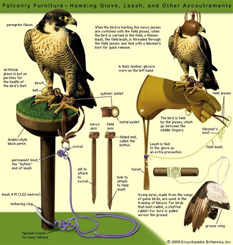 Falconry | History, Birds, Equipment, Techniques, & Facts | Britannica