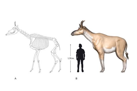 Ancient fossil offers a new European ancestor to giraffe | The Seattle Times