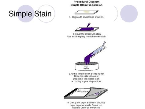 PPT - Staining PowerPoint Presentation - ID:1310036