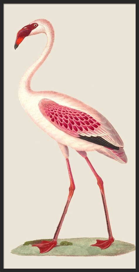 Flamingo Print Bird Decor Large Scale Print Vintage Illustration Pink ...