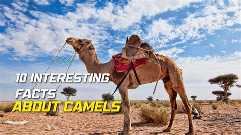 10 interesting facts about camels | #AnimalsandPets - YouTube