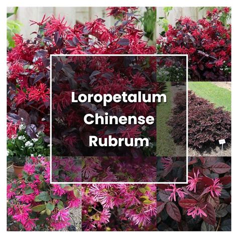 How to Grow Loropetalum Chinense Rubrum - Plant Care & Tips | NorwichGardener