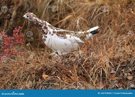 Willow Ptarmigan (Lagopus Lagopus) Alaska,USA Stock Image - Image of ...