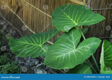 Beautiful Insertion Of Green Leaves Of Taro Root Plant Royalty-Free ...