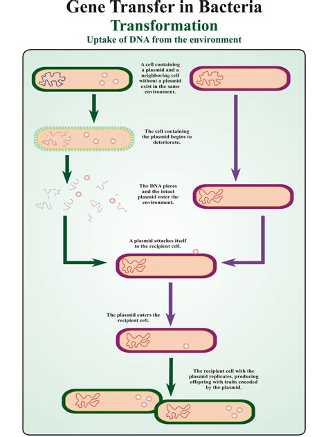 Gene Transfer in Bacteria Transformation | Dbios Charts