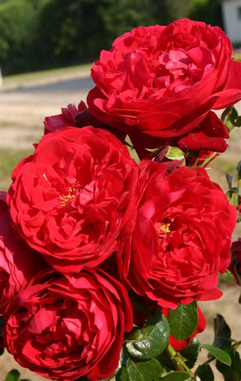 Arborose® Florentina™ Rose - Dewar Nurseries