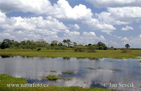 Orinoco River Delta Photos, Orinoco River Delta Images, Nature Wildlife Pictures | NaturePhoto