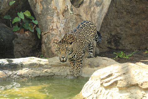 Jaguar Sanctuary Costa Rica: Feeding the Jaguars | Eco Blog (2019)