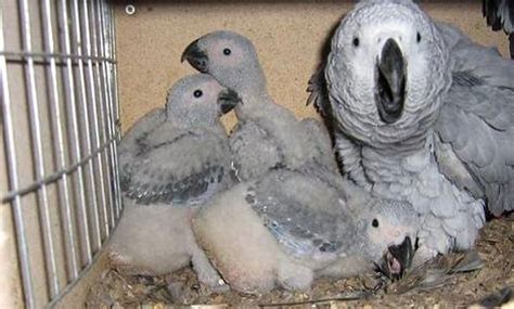 African Grey Parrot Breeding Tips 2024 - Taj Birds