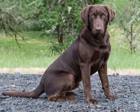 Madden - 10 Month Old Started Large Chocolate Male Labrador Retriever for Sale