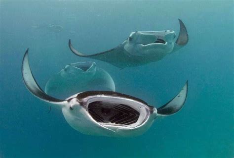 Mantaray. Peter Verhoog