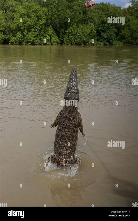 Adelaide River, Northern Territories, Australia Stock Photo - Alamy