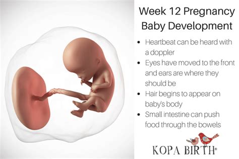 Week 12 Pregnancy: Skin Changes, Baby Development, & Belly • Kopa Birth®