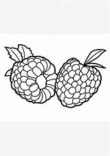 Coloring Pages  Raspberry For Kids sketch template