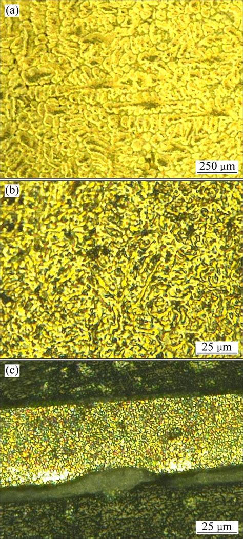 Optical micrographs of AZ91D magnesium alloy under different cooling... | Download Scientific ...