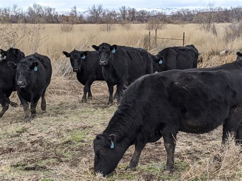 80 - Angus Cross Bred Cattle - Oregon