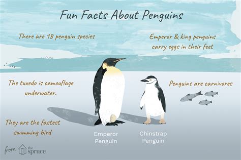 Emperor Penguin Facts For Kids