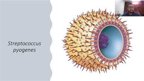 5. Streptococcus pyogenes - YouTube