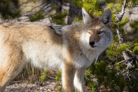 Coyote Free Stock Photo - Public Domain Pictures