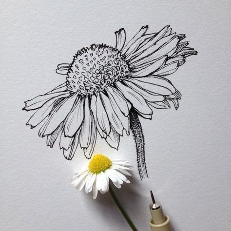 pencil drawing ideas flowers - Suzanna Schiller