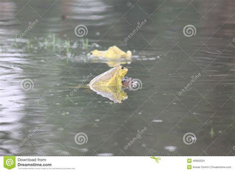 TOAD stock photo. Image of jasmine, back, ground, blossomed - 40960024