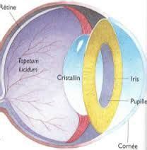 Image result for tapetum lucidum (With images) | Tapetum lucidum, Pie chart, Image