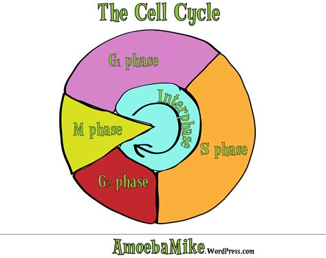 Cell Cycle Drawing at PaintingValley.com | Explore collection of Cell Cycle Drawing