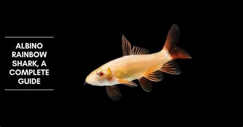 Albino Rainbow Shark, a Complete Guide - The Aquarium Adviser