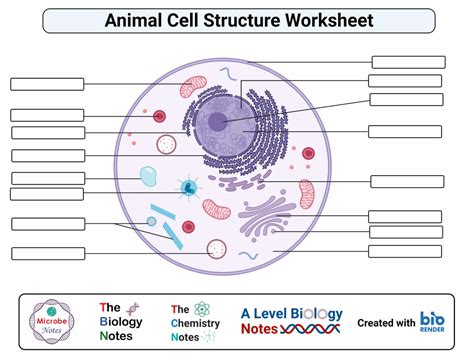 Animal Cell: Structure, Parts, Functions, Labeled Diagram