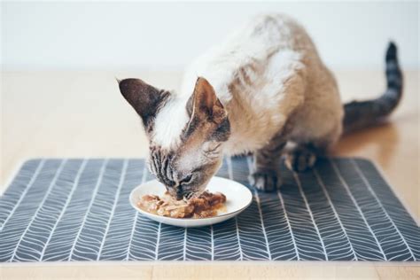 17 Best Wet Cat Foods of 2024 Approved By Vets - Vetstreet | Vetstreet