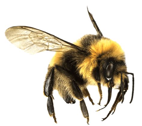 Bee PNG transparent image download, size: 628x557px